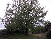 otta Intraleo-20100515 003